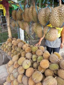 Durian musangking